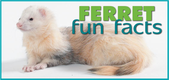 Ferret Health – PlayTime Pet Sitters and Dog Walkers